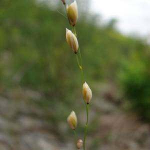  - Melica uniflora Retz. [1779]