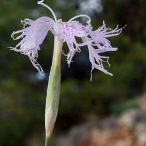 Photographie n°722290 du taxon Dianthus hyssopifolius L. [1755]