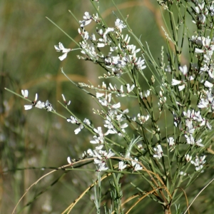 Photographie n°722307 du taxon Retama monosperma (L.) Boiss. [1840]