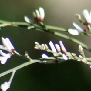 Photographie n°722309 du taxon Retama monosperma (L.) Boiss. [1840]