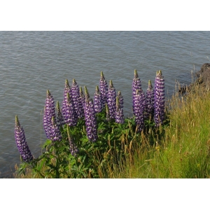 Lupinus nootkatensis Donn ex Sims (Lupin de Nootka)