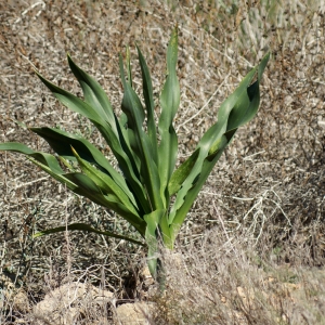 Photographie n°722329 du taxon Urginea maritima (L.) Baker [1873]