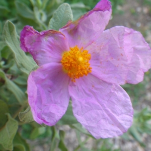 Photographie n°722346 du taxon Cistus albidus L. [1753]