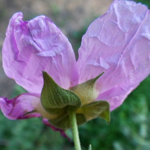 Photographie n°722348 du taxon Cistus albidus L. [1753]