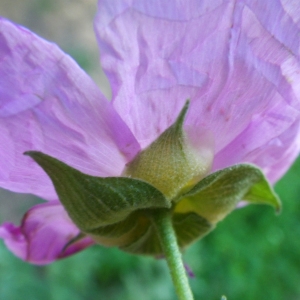 Photographie n°722349 du taxon Cistus albidus L. [1753]