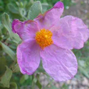 Photographie n°722350 du taxon Cistus albidus L. [1753]