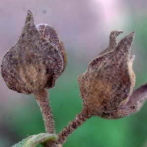 Photographie n°722353 du taxon Cistus albidus L. [1753]