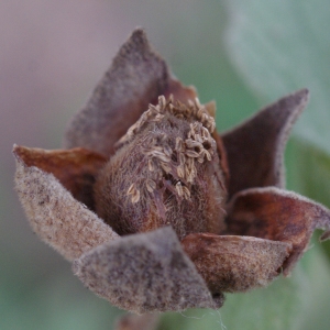 Photographie n°722357 du taxon Cistus albidus L. [1753]