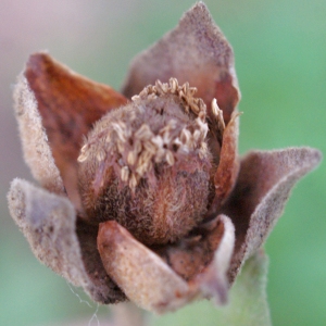 Photographie n°722358 du taxon Cistus albidus L. [1753]