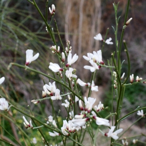 Photographie n°722422 du taxon Retama monosperma (L.) Boiss. [1840]