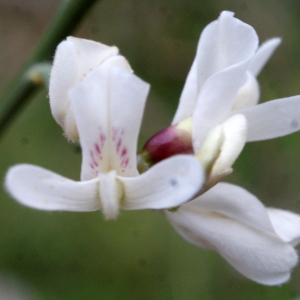 Photographie n°722423 du taxon Retama monosperma (L.) Boiss. [1840]