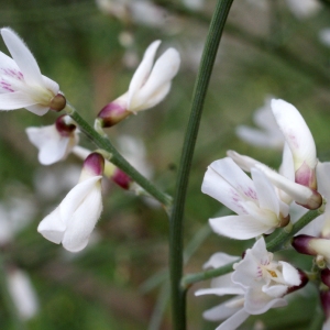 Photographie n°722425 du taxon Retama monosperma (L.) Boiss. [1840]