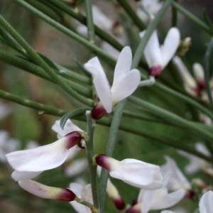 Photographie n°722427 du taxon Retama monosperma (L.) Boiss. [1840]