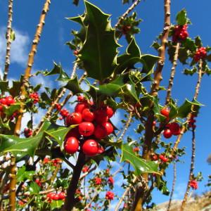 Photographie n°722448 du taxon Ilex aquifolium L.