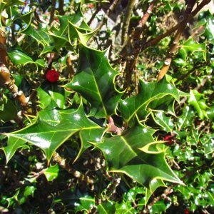 Photographie n°722449 du taxon Ilex aquifolium L.