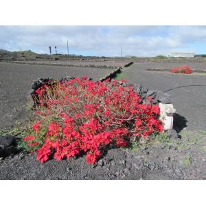 Euphorbia pulcherrima Willd. ex Klotzsch