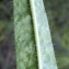  Liliane Roubaudi - Echium vulgare subsp. pustulatum (Sm.) Bonnier & Layens [1894]