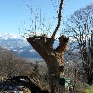 Photographie n°722585 du taxon Fraxinus excelsior L. [1753]