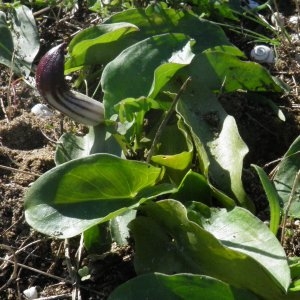 Photographie n°722628 du taxon Arisarum simorrhinum Durieu [1845]