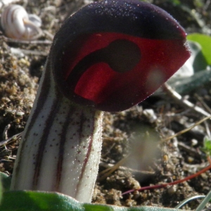 Photographie n°722629 du taxon Arisarum simorrhinum Durieu [1845]