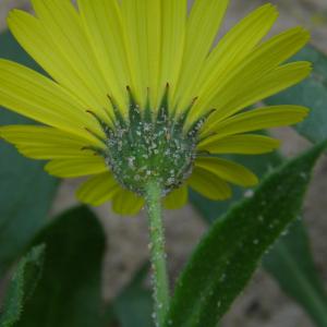 Calendula suffruticosa Vahl