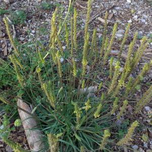 Photographie n°722647 du taxon Plantago maritima subsp. serpentina (All.) Arcang. [1882]