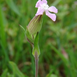 Photographie n°722648 du taxon Silene conica L.