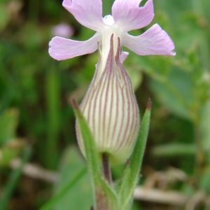 Photographie n°722650 du taxon Silene conica L.