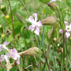 Photographie n°722652 du taxon Silene conica L.