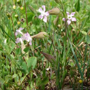 Photographie n°722653 du taxon Silene conica L.