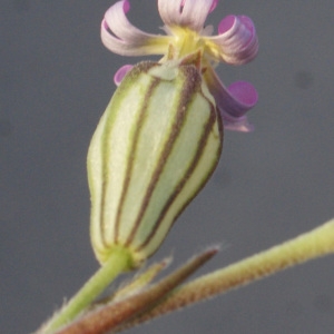 Silene glauca Lag.