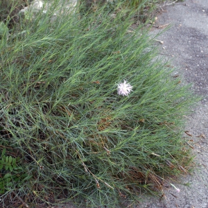 Photographie n°722841 du taxon Dianthus hyssopifolius L. [1755]