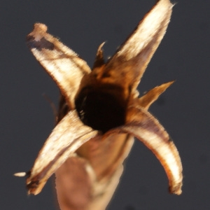 Photographie n°722846 du taxon Dianthus hyssopifolius L. [1755]