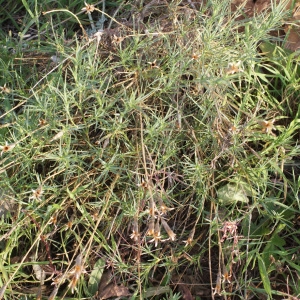 Photographie n°722847 du taxon Dianthus hyssopifolius L. [1755]