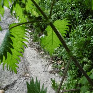 Photographie n°722880 du taxon Urtica pilulifera L. [1753]