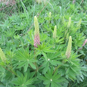 Photographie n°722893 du taxon Lupinus polyphyllus Lindl. [1827]