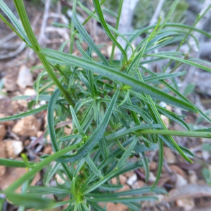 Photographie n°722905 du taxon Iberis linifolia L. [1759]