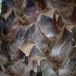 Photographie n°722924 du taxon Jubaea chilensis (Molina) Baill. [1895]