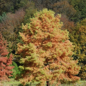 Photographie n°722989 du taxon Taxodium distichum (L.) Rich. [1810]