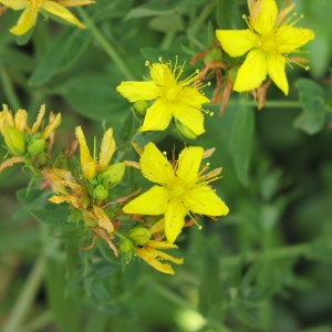 Photographie n°722995 du taxon Hypericum perforatum L. [1753]