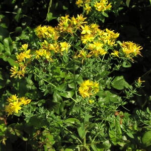Photographie n°722996 du taxon Hypericum perforatum L. [1753]