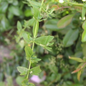 Photographie n°722997 du taxon Hypericum perforatum L. [1753]