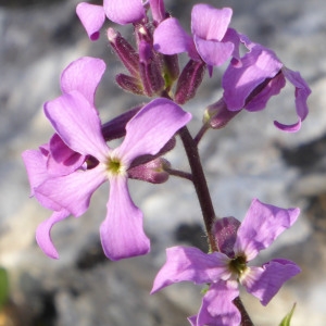 Photographie n°723027 du taxon Hesperis laciniata All. [1785]