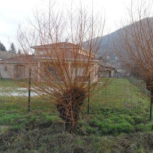 Photographie n°723045 du taxon Salix alba var. vitellina (L.) Stokes [1812]