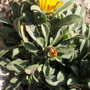 Photographie n°723075 du taxon Pallenis maritima (L.) Greuter [1997]