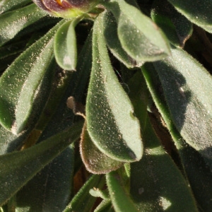 Photographie n°723076 du taxon Pallenis maritima (L.) Greuter [1997]