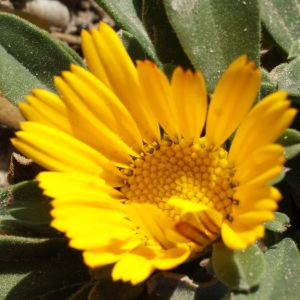 Photographie n°723077 du taxon Pallenis maritima (L.) Greuter [1997]