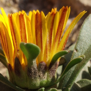 Photographie n°723078 du taxon Pallenis maritima (L.) Greuter [1997]