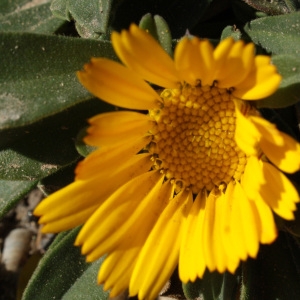 Photographie n°723079 du taxon Pallenis maritima (L.) Greuter [1997]