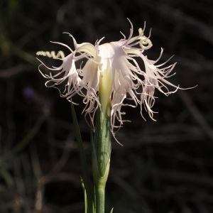 Photographie n°723106 du taxon Dianthus hyssopifolius L. [1755]